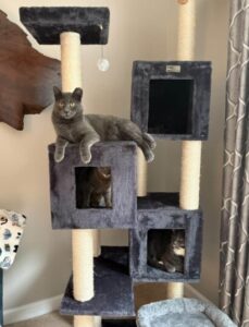 Three cats lounge on different levels of a gray cat tree inside a room, with one cat on top and two partially visible inside lower cubby holes.