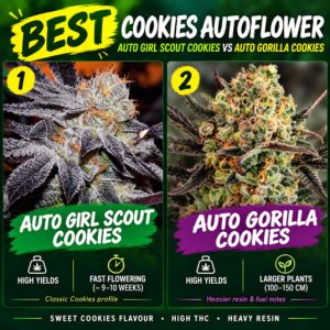 3743 1lu9 bestcookiesauto
