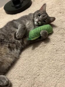 A gray tabby cat lying on a carpet, holding a green catnip toy between its front paws.