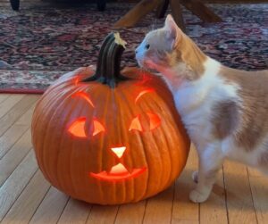 A cream and orange cat sniffing a lit jack-o-lantern.