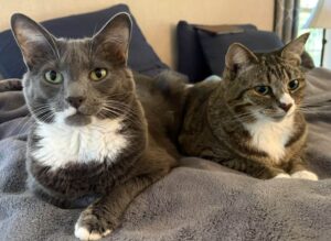 Two cats resting on a grey blanket: one grey and white, one brown tabby.