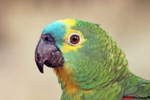 Turquoise-fronted amazon (Amazona aestiva), the Pantanal, Brazil.