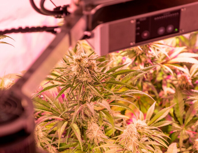 FORGET CROPTOBER